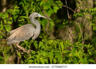 Tr-colored Heron Perched in a Tree