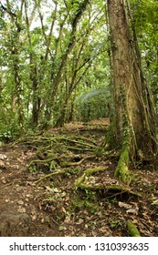 Treacherous Path In Forest