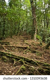 Treacherous Path In Forest, Blur