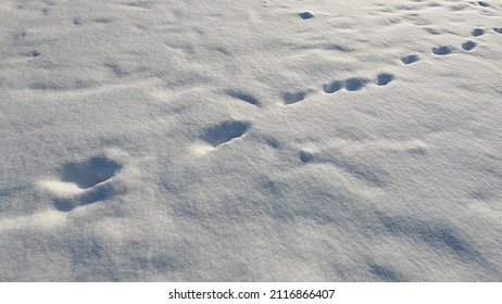 Treading A Path In A Snowy Forest. Shoes And Pants In The Snow, Steps In Deep Snow In Cold Weather