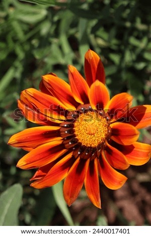 Treasure Flower (Gazania). Bud and colorful flowers of striped Gazania ripens in mid March. Islamabad, Pakistan. Spring flowers.