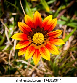 Treasure Flower, Gazania Linearis, West Coast Tasmania, Australia. Bright flower with a yellow centre and red to yellow sunburst petals. 