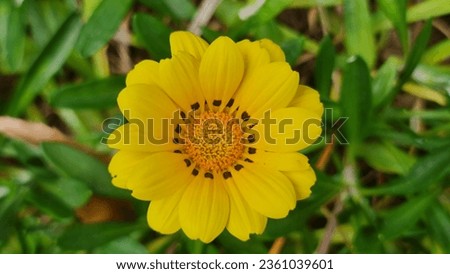 Treasure Flower also known as Gazania Ringens. 
Beautiful yellow flower with dark starburst or a ring of black dots surrounding its golden center.
