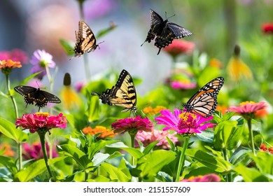 A treasure trove of butterflies feeding in the butterfly garden including yellow swallowtails, a black swallowtail, and a monarch.  What a peaceful, tranquil and ethereal summer scene. - Shutterstock ID 2151557609