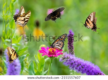 A treasure trove of butterflies feeding in the butterfly garden including yellow swallowtails, a black swallowtail, and a monarch.  What a peaceful, tranquil and ethereal summer scene.