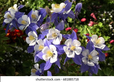 Treasured Colorado Columbine