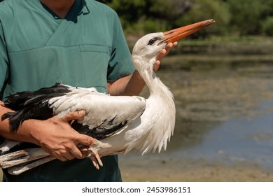 A treated stork will be released into the wild in Turkey