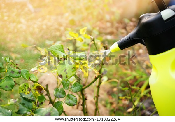 Treatment of affected rose plants with\
fungicides from a spray gun. Care of garden\
plants