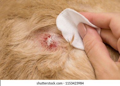 
Treatment Of Atopic Dermatitis In Dogs.