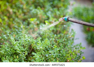 Treatment Of Backyard Garden By Pesticide Against Pests In Summer Evening