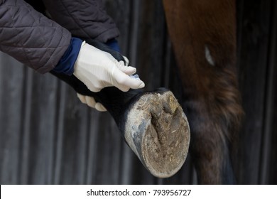 Treatment At Horse With Injection