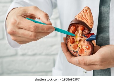 Treatment Of Kidney Diseases, Pyelonephritis. Urologist Pointing Pen Kidney Structure On An Anatomical Model