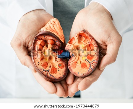 Treatment of kidney diseases. Urologist showing an anatomical model of kidney, close-up