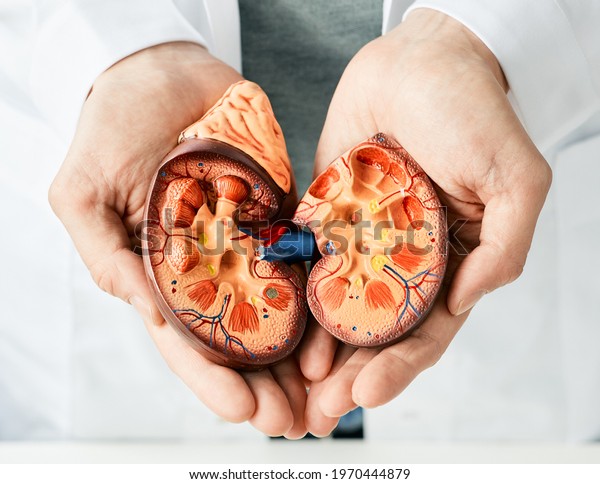 Treatment of kidney diseases. Urologist\
showing an anatomical model of kidney,\
close-up