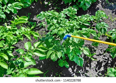 spraying potatoes for blight