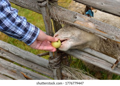 Treats For Sheep. Focus On Face Of Sheep. Aland Islands