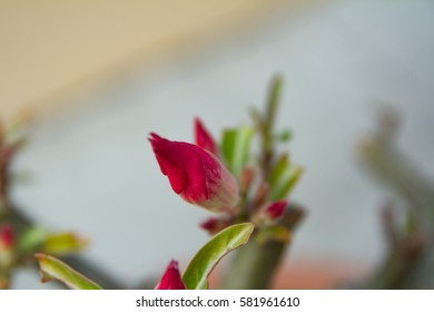 tred chinese rose