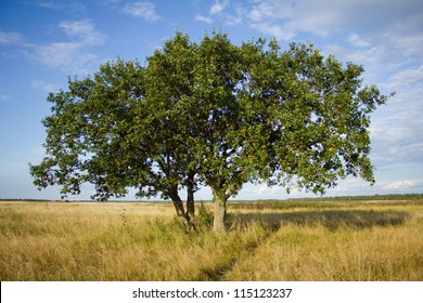 Tree