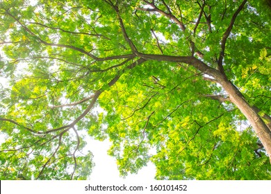 Green Trees Images, Stock Photos & Vectors | Shutterstock
