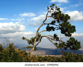 tree