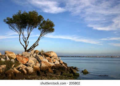 tree