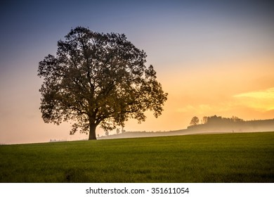 Tree - Shutterstock ID 351611054