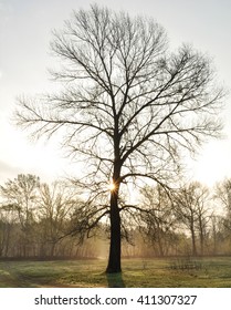 tree