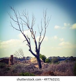 tree