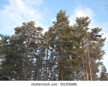tree