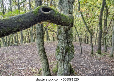 tree