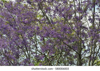 tree