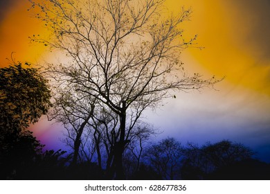 Tree