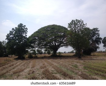 tree