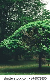 tree