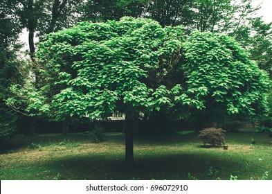 tree