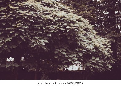 tree
