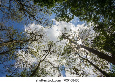 tree