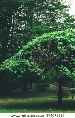 tree