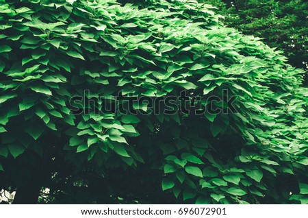 tree