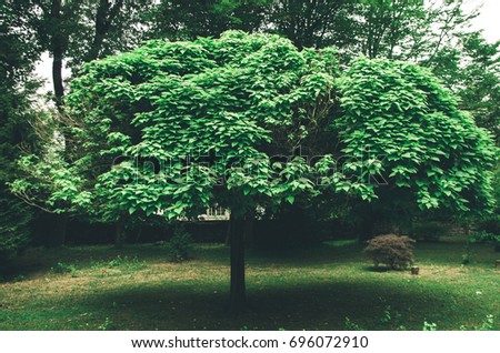 tree
