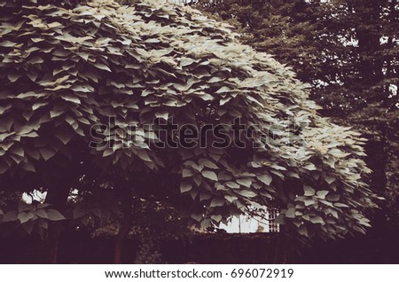 tree