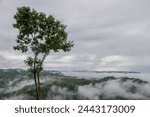 A tree above the clouds