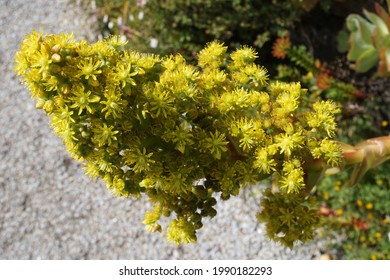 A Tree Aeonium In Abbey Gardens, Tresco