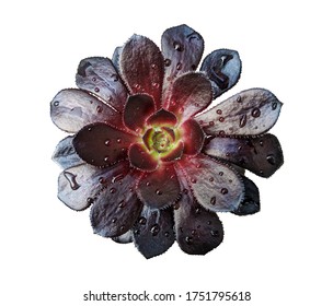 Tree aeonium black rosette with water drops