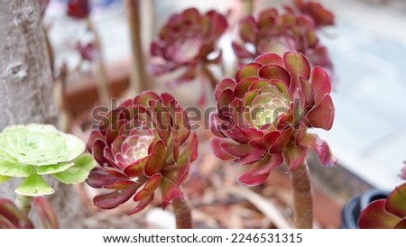 Tree Aeonium plant. Aeonium arboreum, the tree aeonium, tree houseleek, or Irish rose, is a succulent, subtropical subshrub in the flowering plant family Crassulaceae.