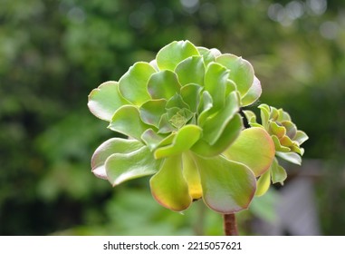 Tree Aeonium Plant Head With Green Blurred Background. Close Up Leaf Cluster On Long Stalk