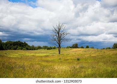 Tree after lightning strike
