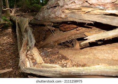 Tree After Storm Hit By Lightning And Fall Down