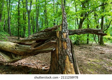 Tree After Storm Hit By Lightning And Fall Down