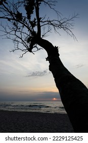 Tree against the backdrop of a sunset over the sea